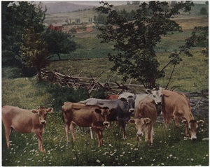 Vintage Calendar Art cows, cattle, livestock, farm life, etc.